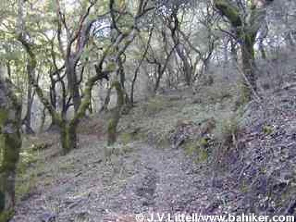 Big Trees Trail