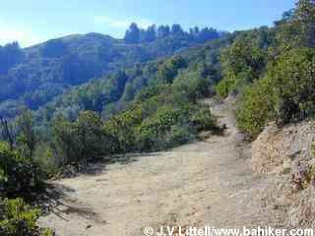View to ridgetop from Big Trees Trail