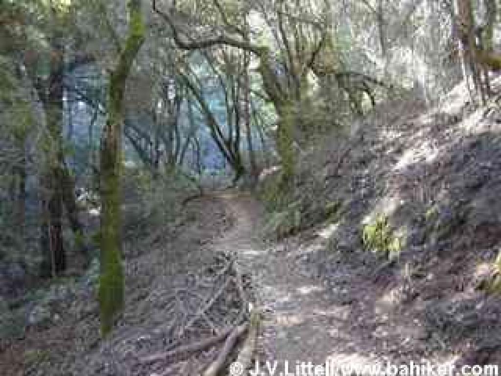 Big Trees Trail