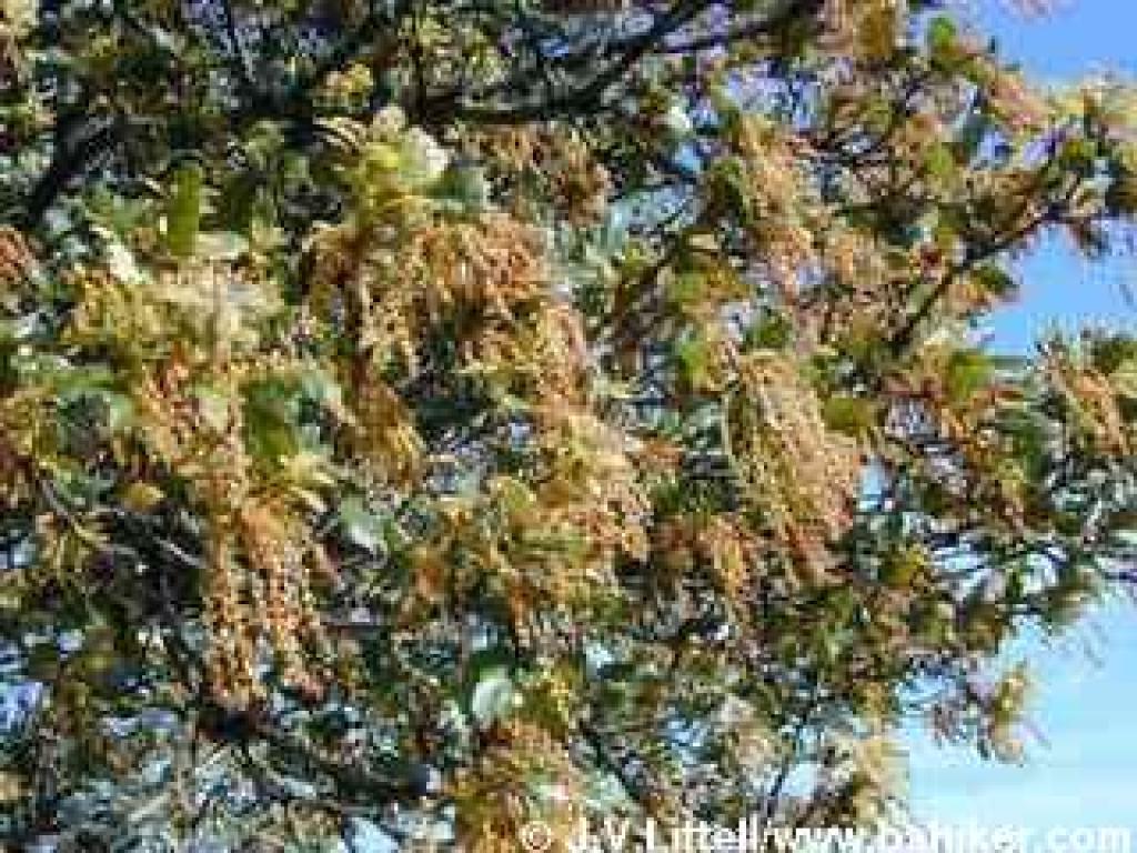 Coast live oak