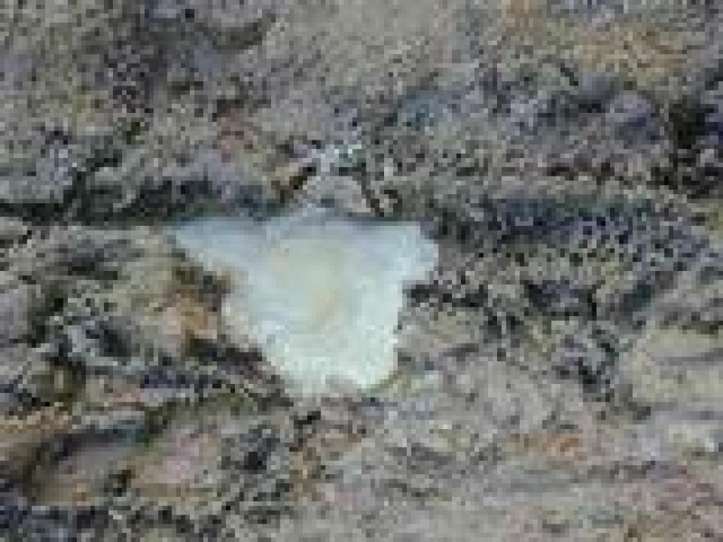 Frozen puddle