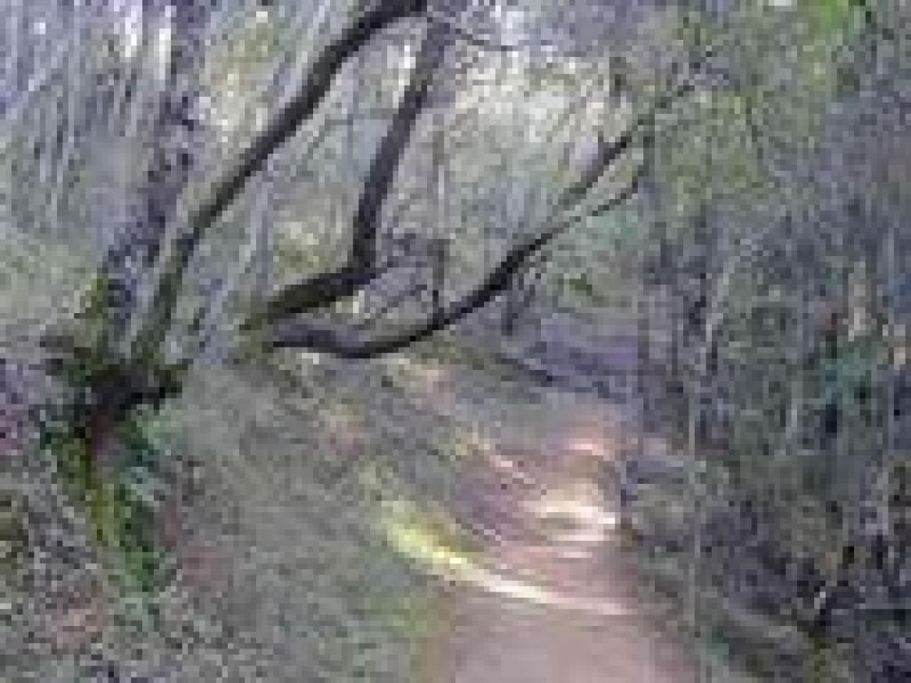Big Trees Trail