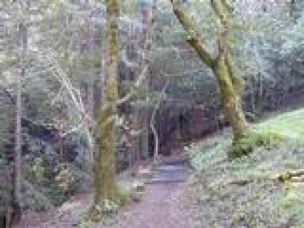 Woods