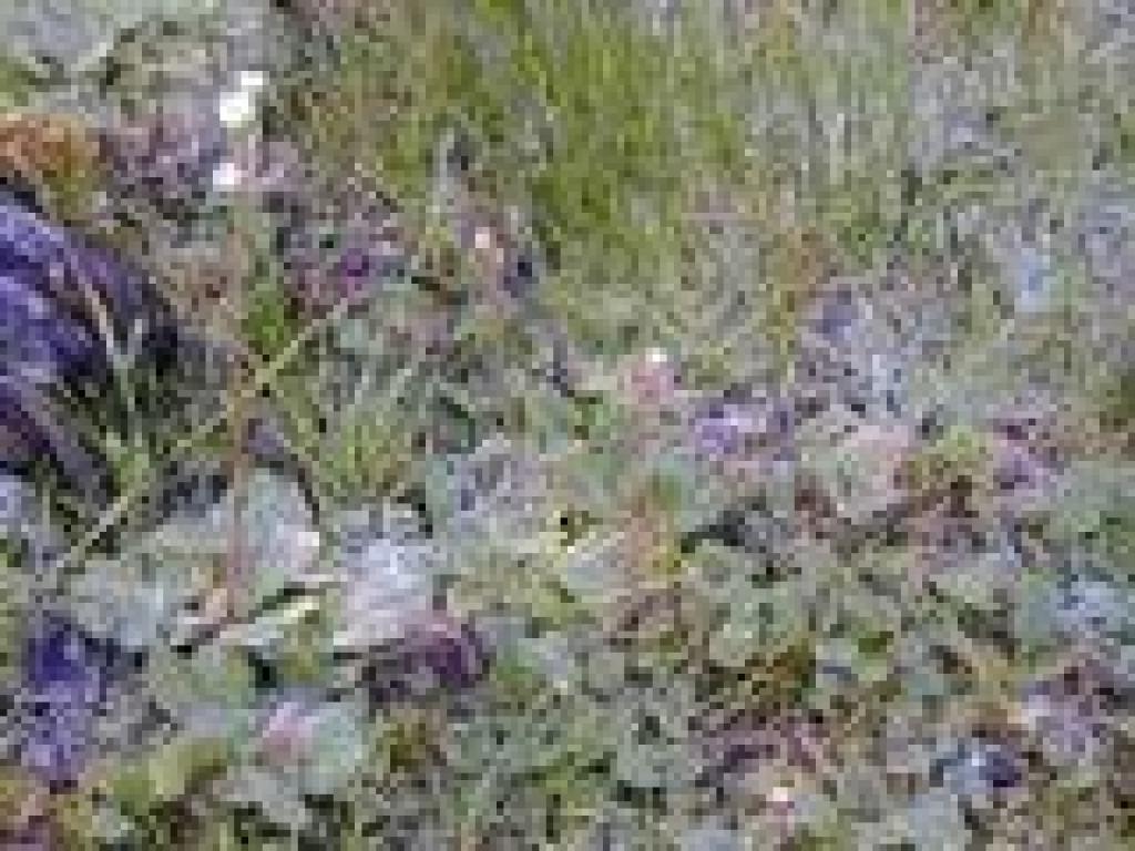 Saxifrage