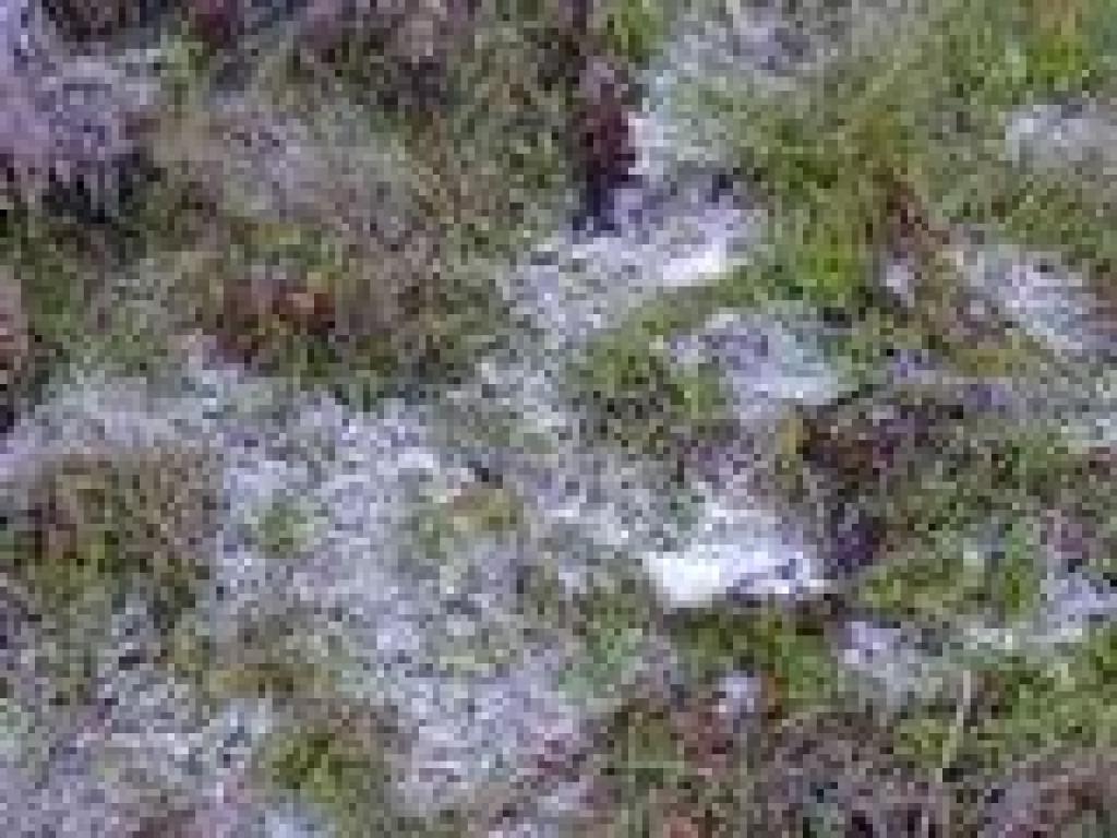 Frost
