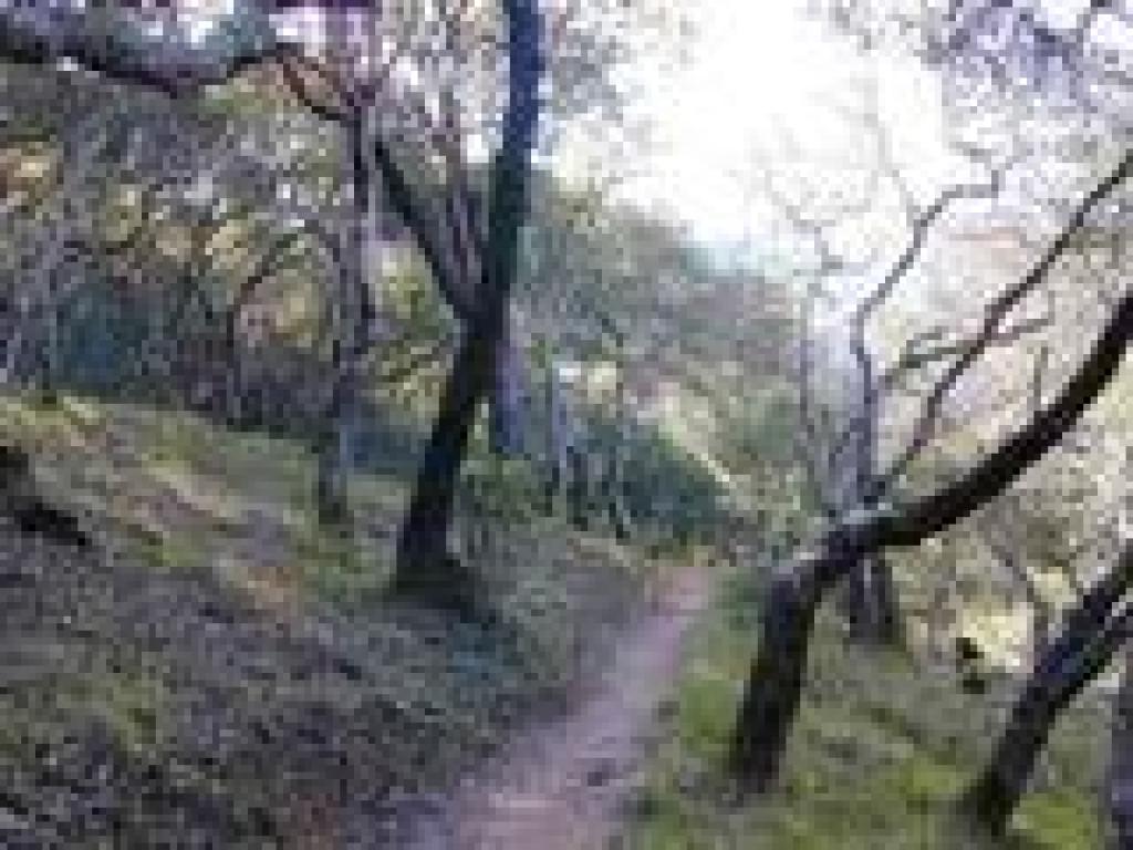 Big Trees Trail