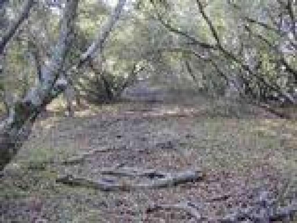 Old trail