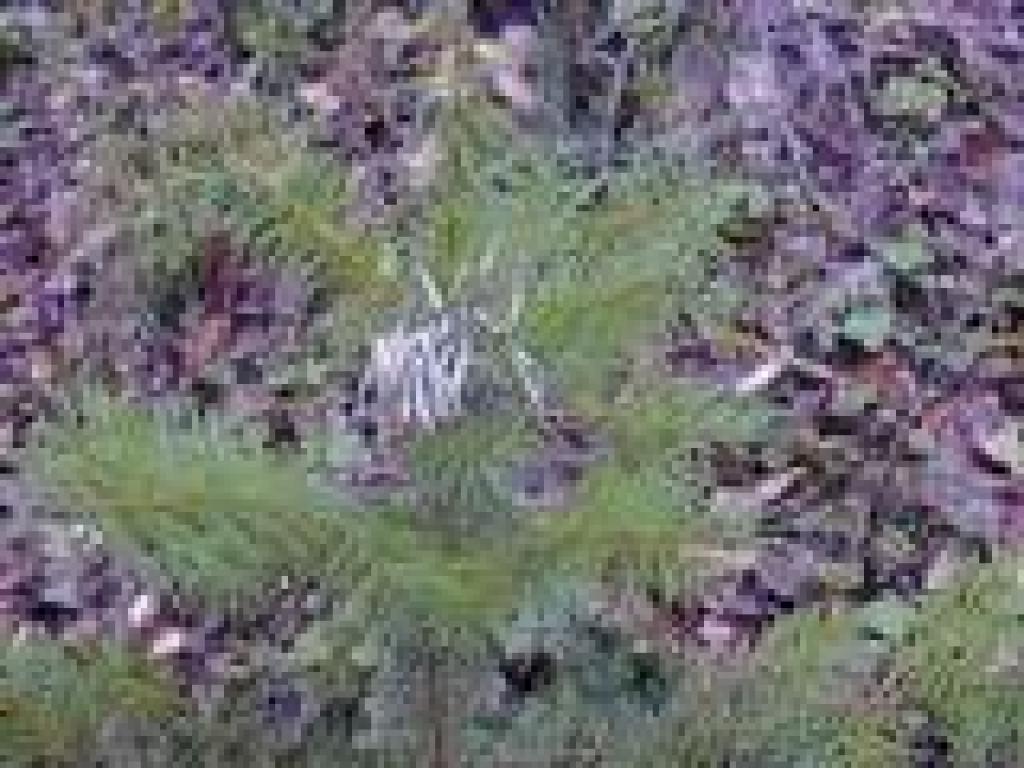 Tinsel on a Douglas fir