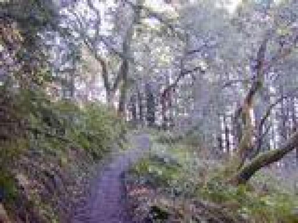 Madrones