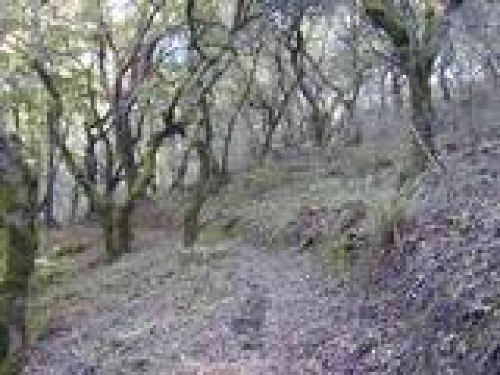 Big Trees Trail