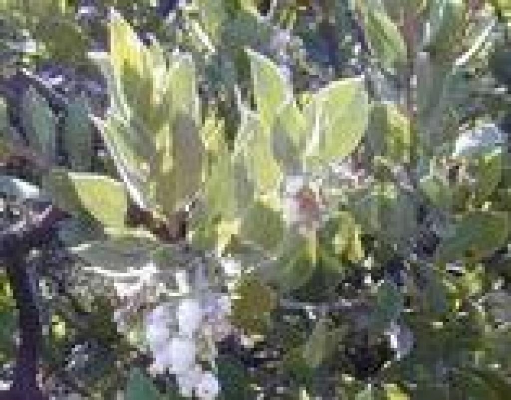 Manzanita