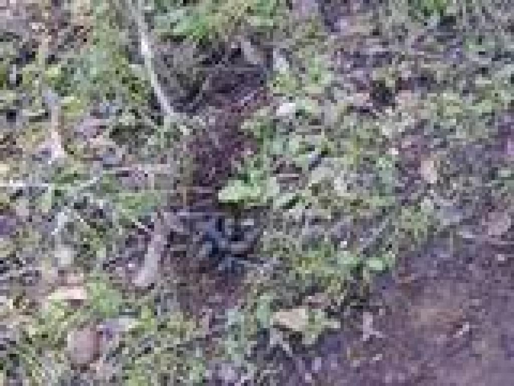 Bobcat scat