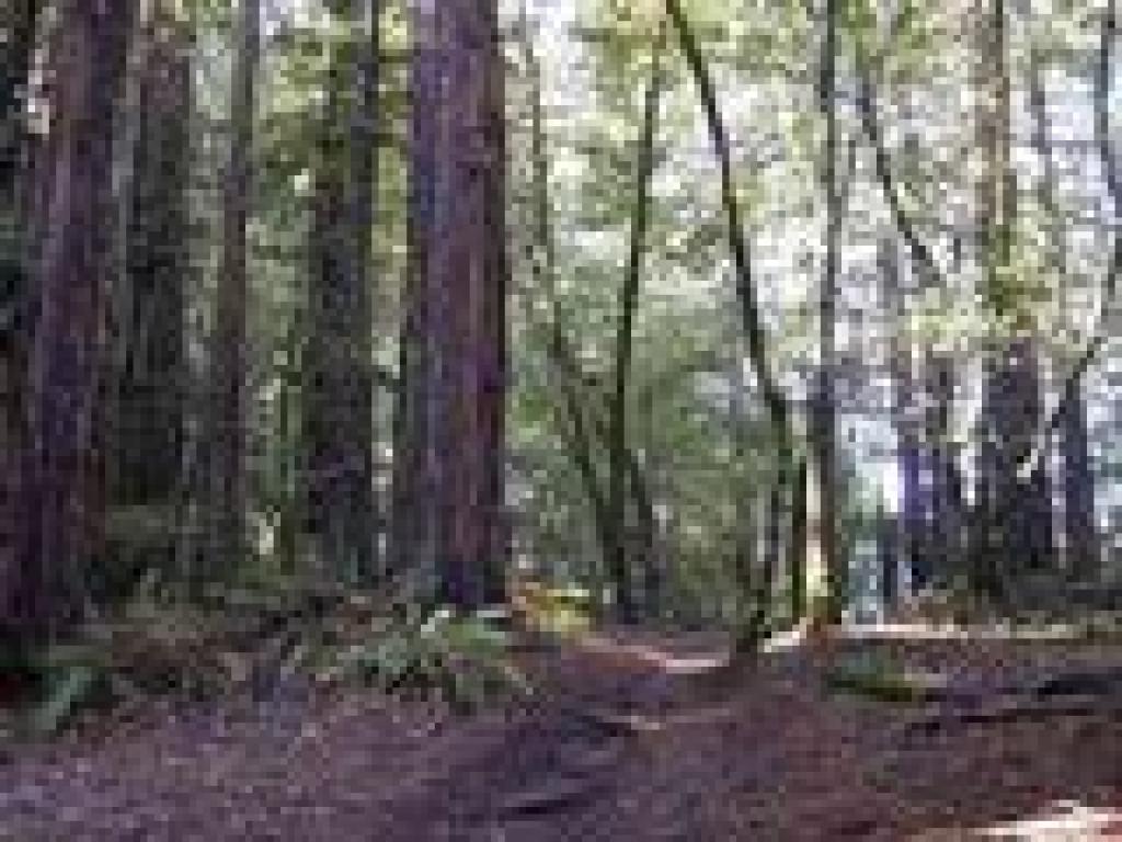 Redwoods