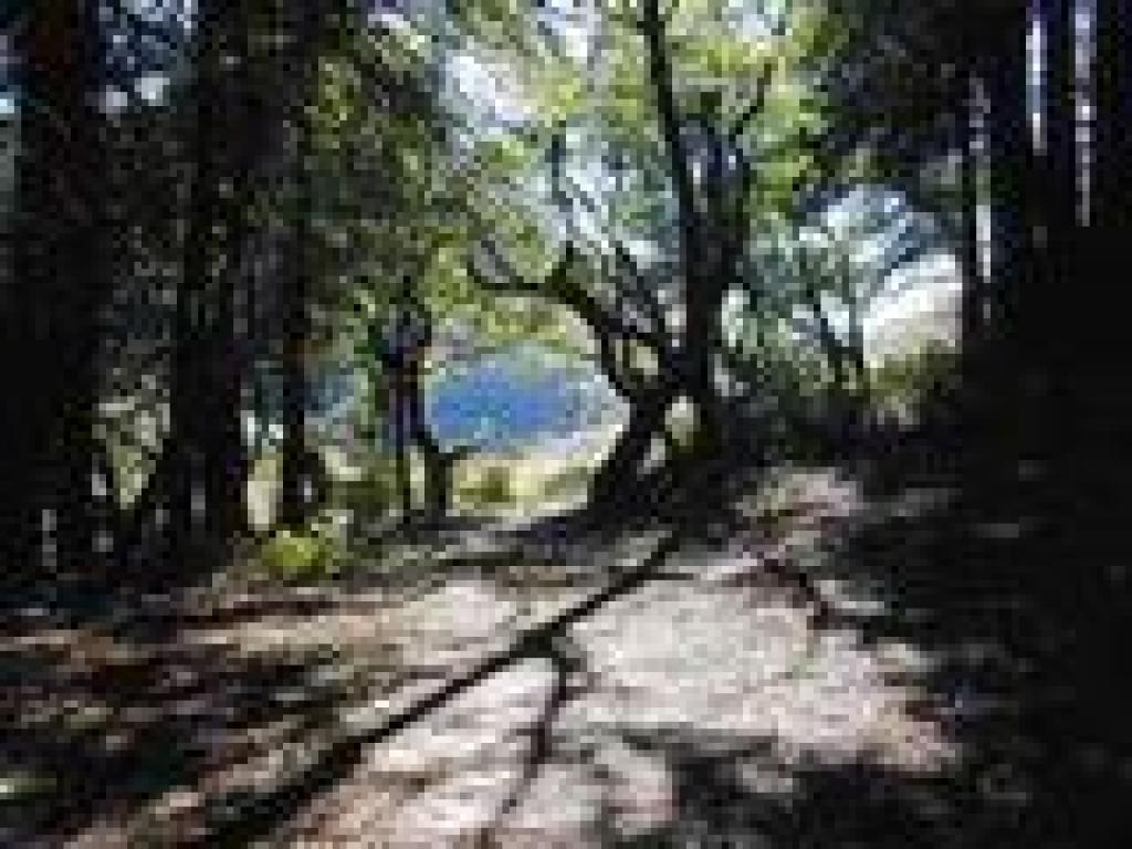 Leaving the woods