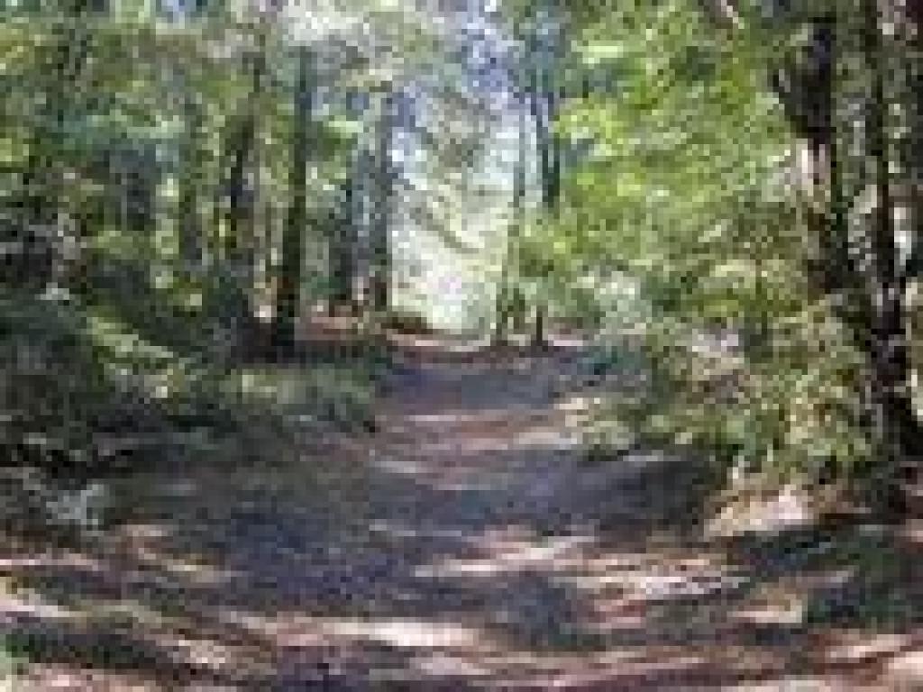 Back in the woods