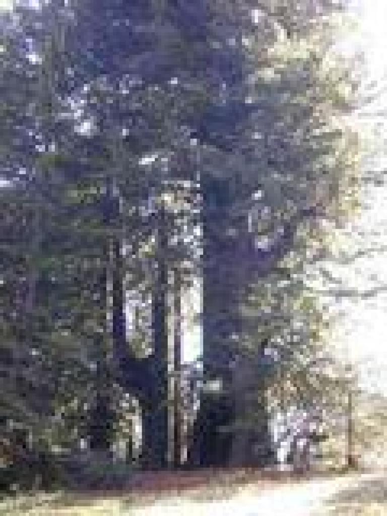 Redwoods