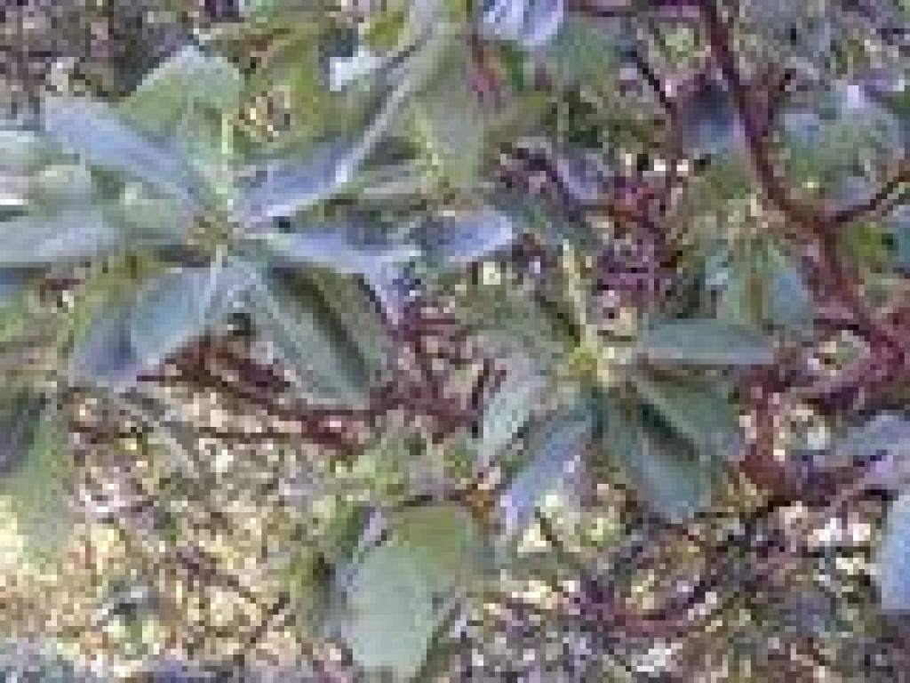 Madrone