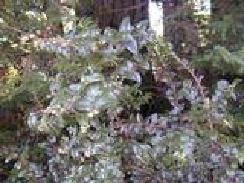 Huckleberry