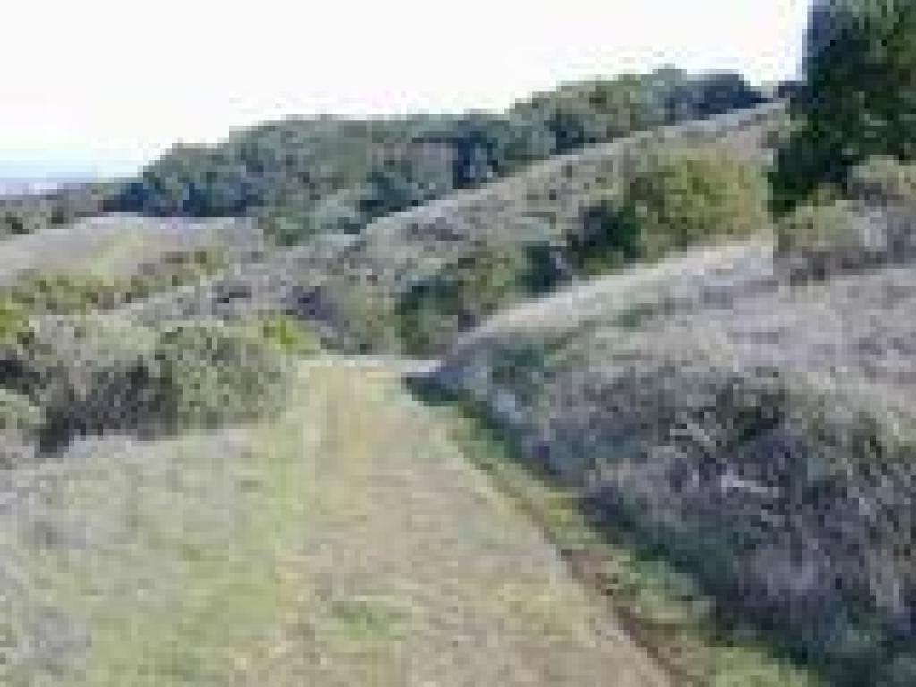 Through grassland