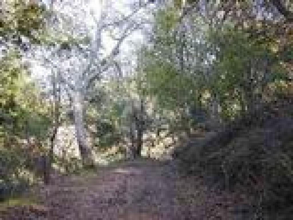 Woods