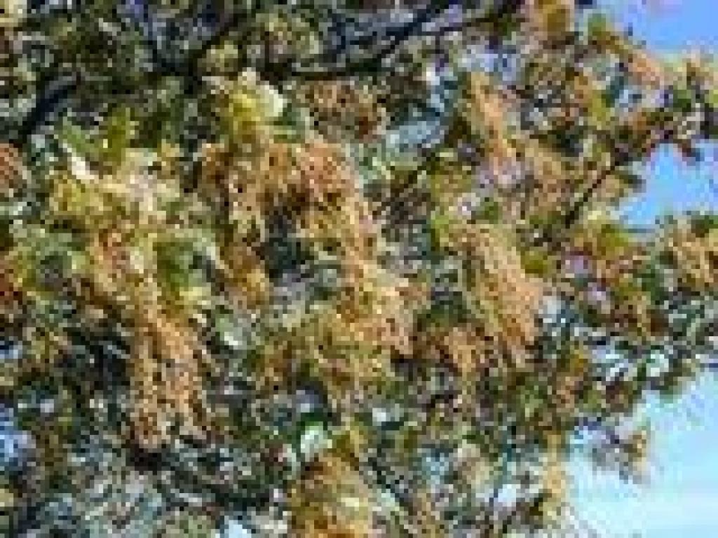 Coast live oak