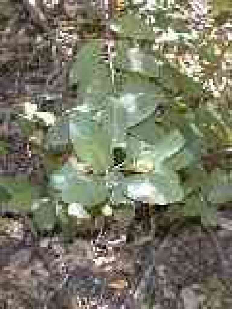 California coffeeberry