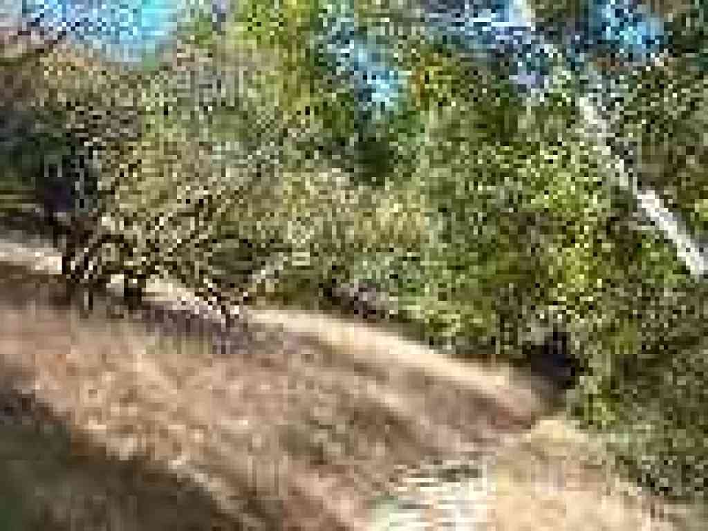Buckeye on the side of the trail
