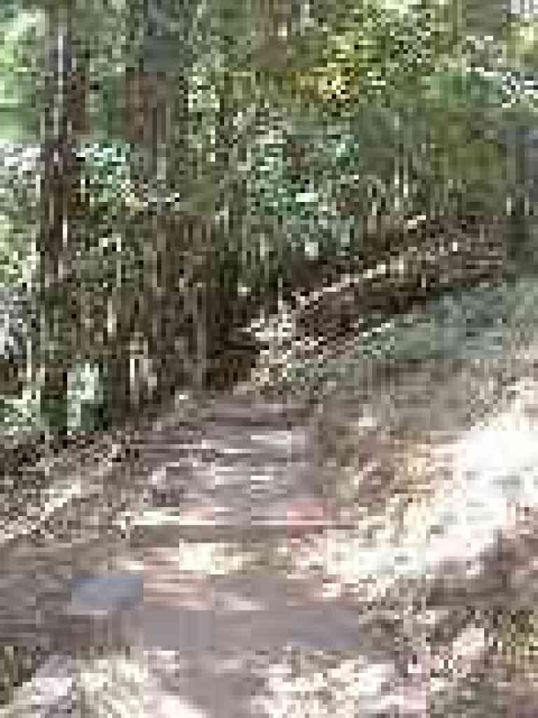 Redwoods