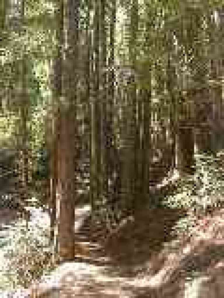 Redwoods