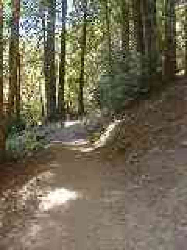 Big Trees Trail
