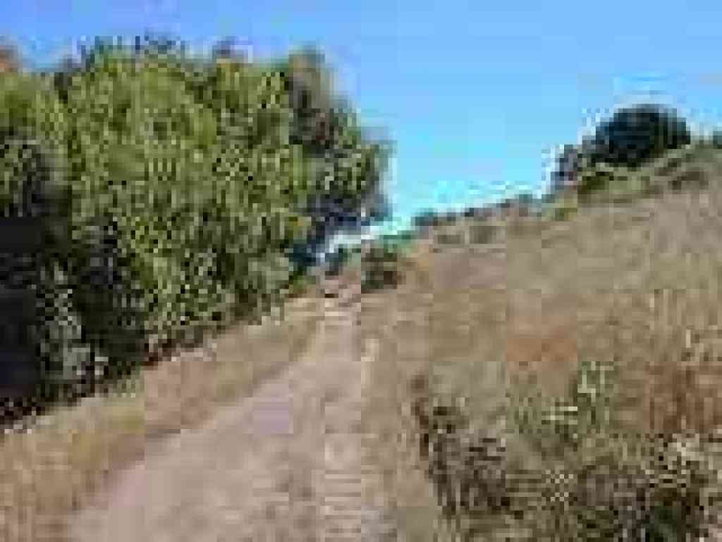 Coyote brush dots the grassland