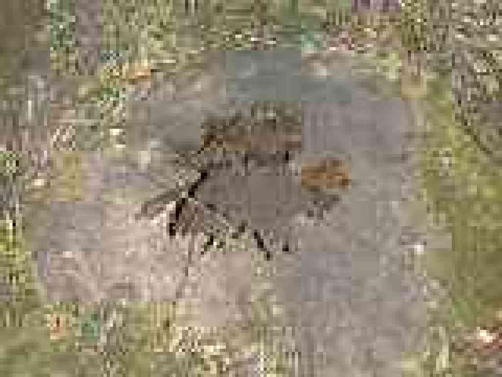 Hollowed-out stump
