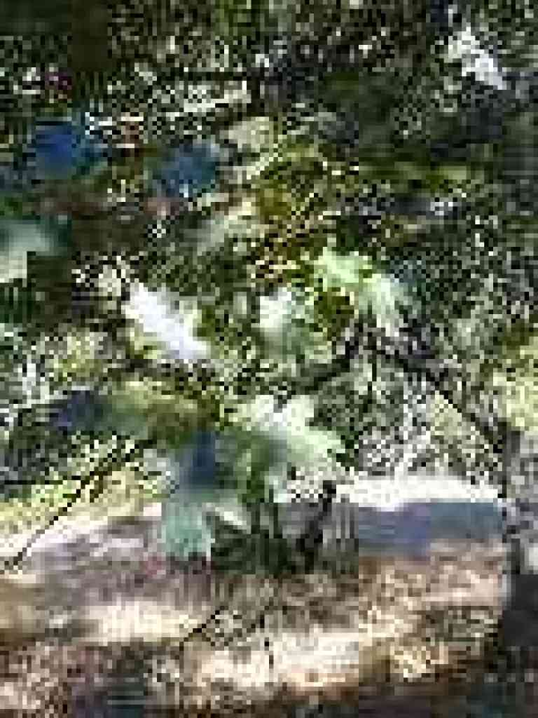 Black oak