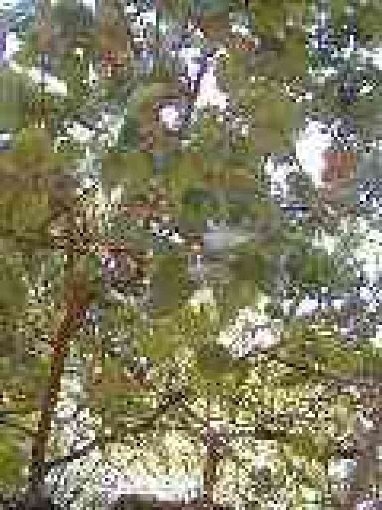 Coast live oak