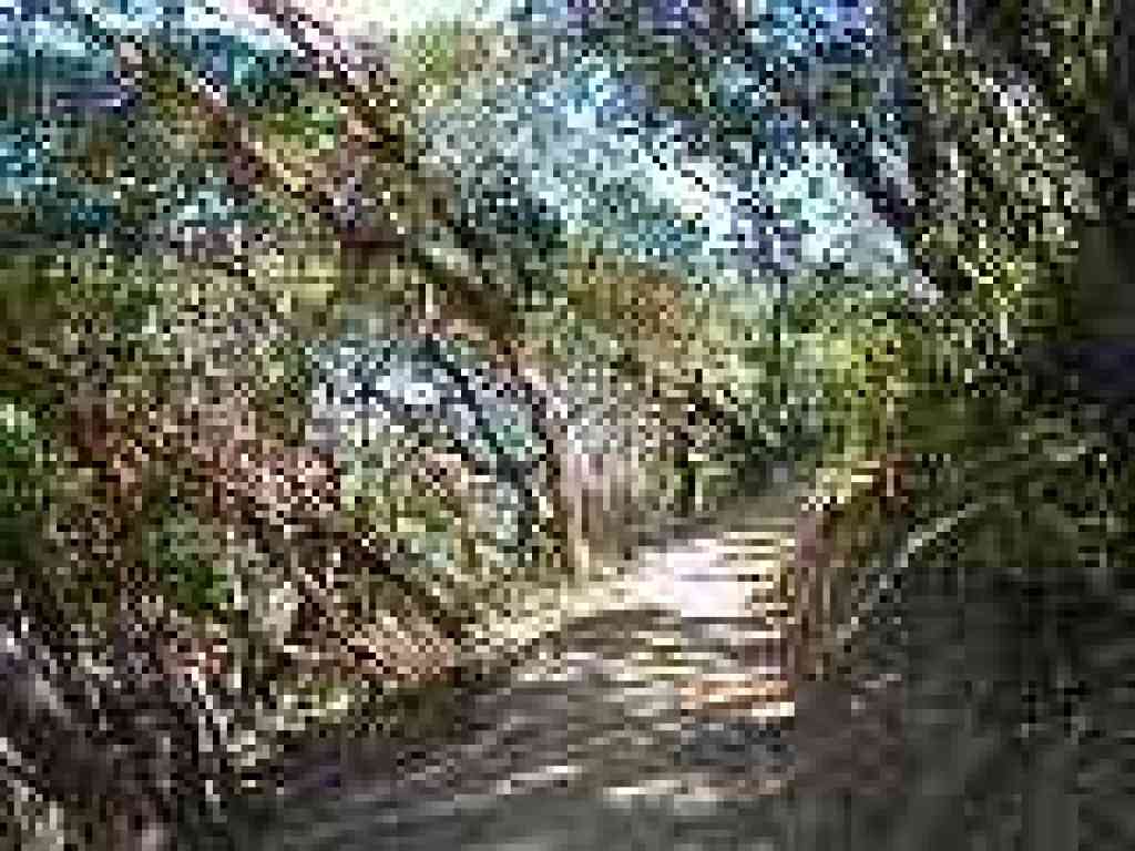 Big Trees Trail