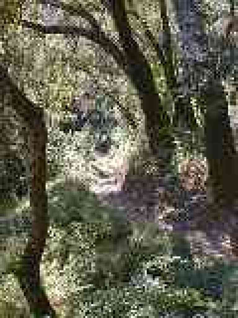 Jungley section