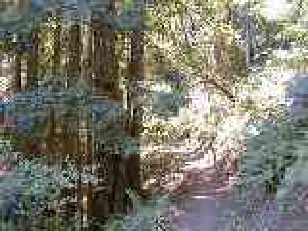Redwoods