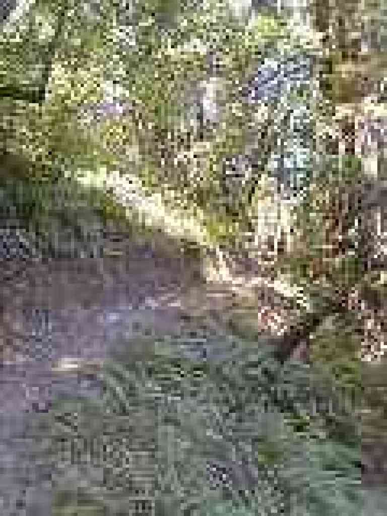 Lots of ferns line the trail