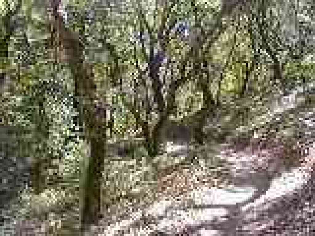 Big Trees Trail