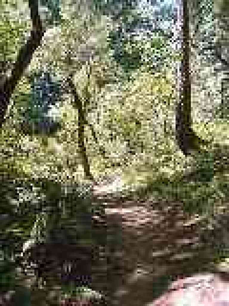 Enchanted section