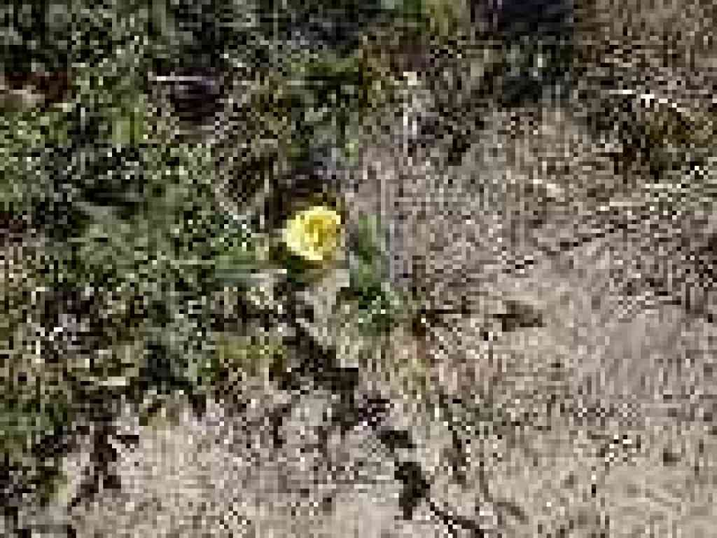 Mariposa lily
