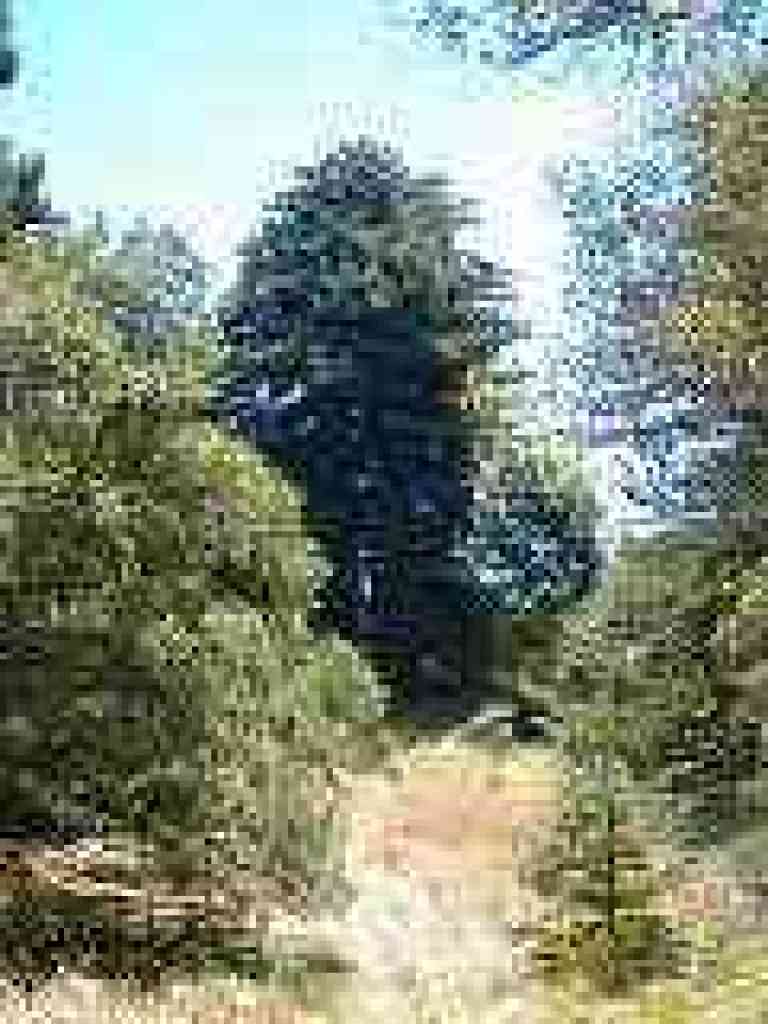 One of the big trees
