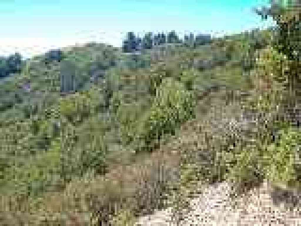 View to the ridgetop