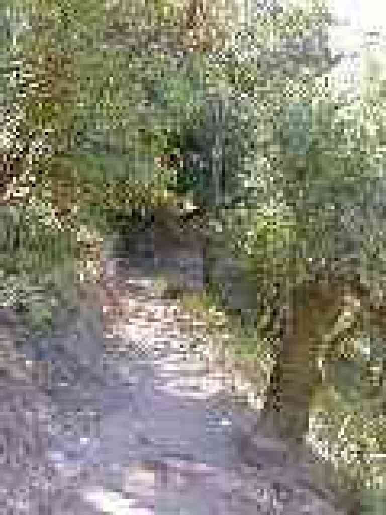 Deer Camp Trail