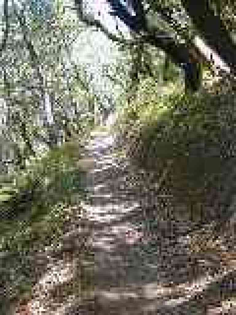 Deer Camp Trail
