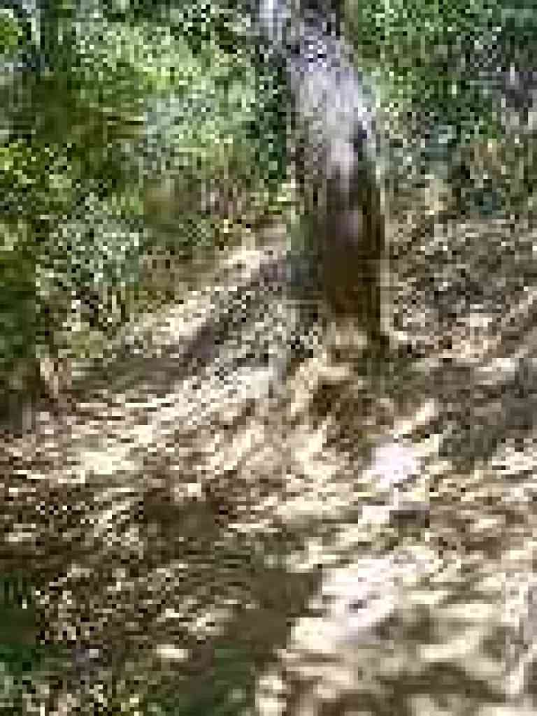 Deer Camp Cutoff