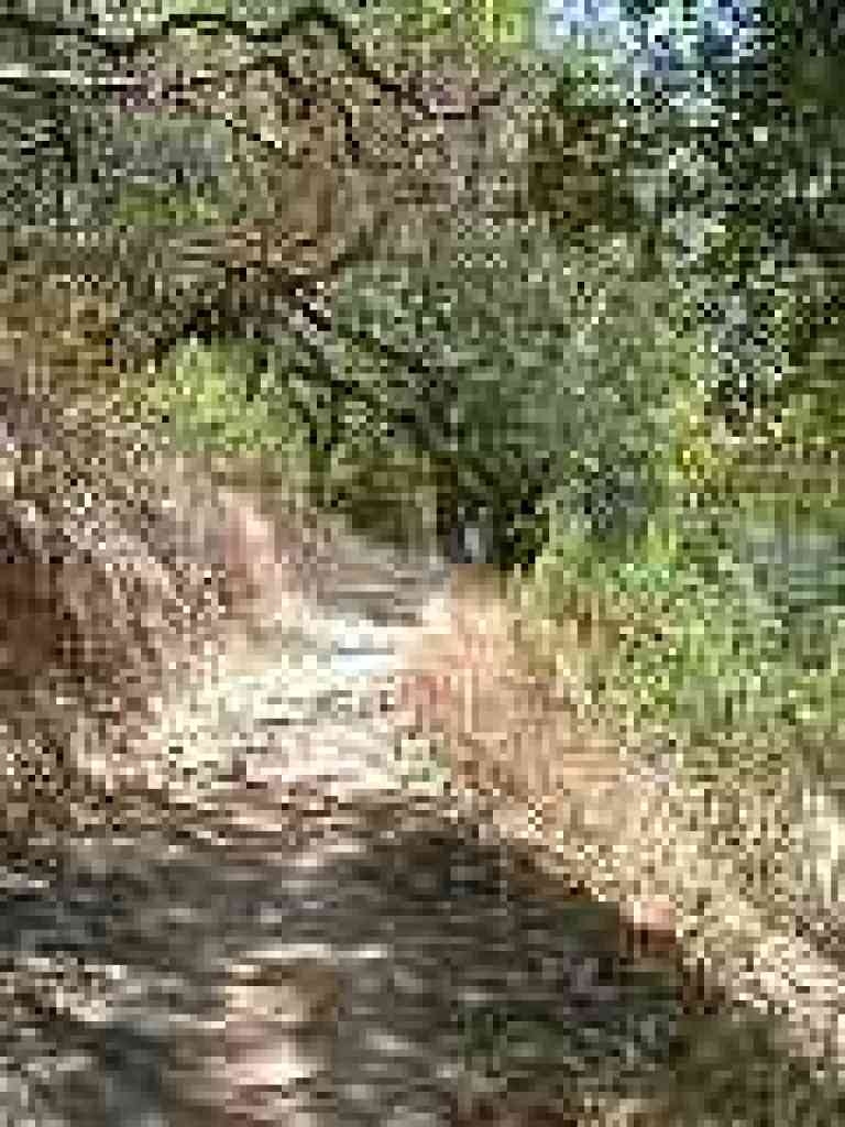 Deer Camp Cutoff