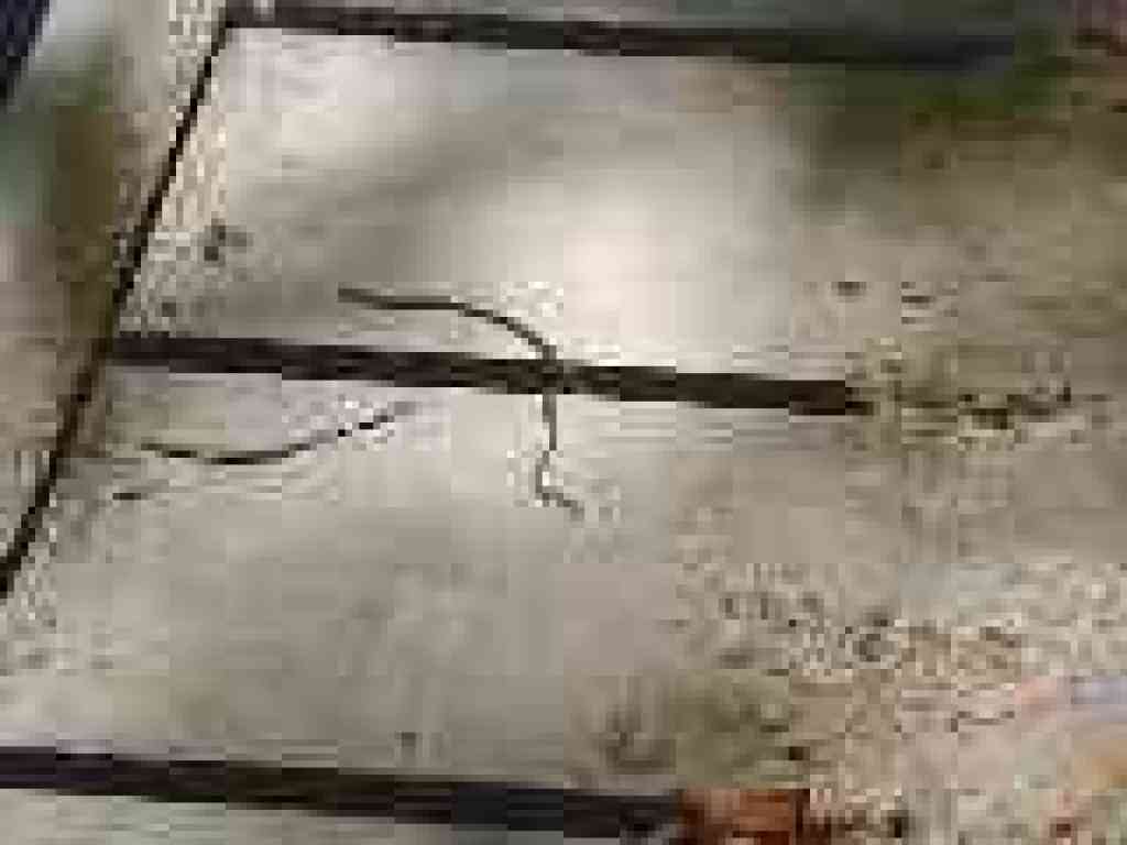 Ringneck snake