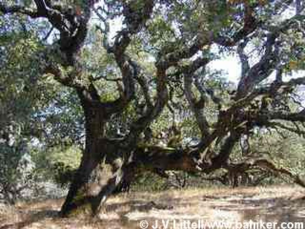 Blue oak