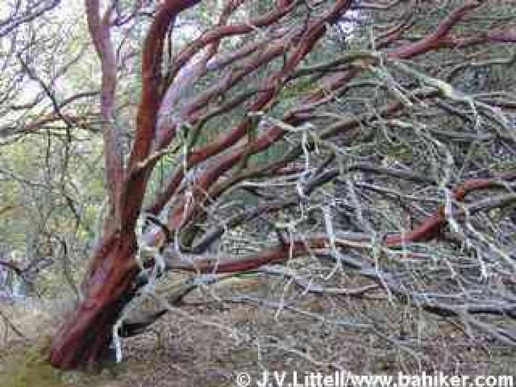 Manzanita